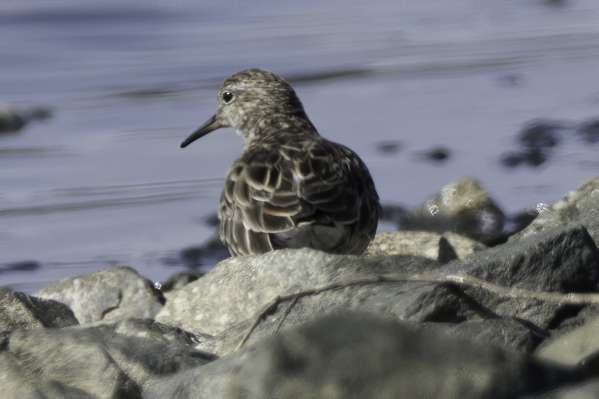Sharp-tailed Sandpiper - ML209436121