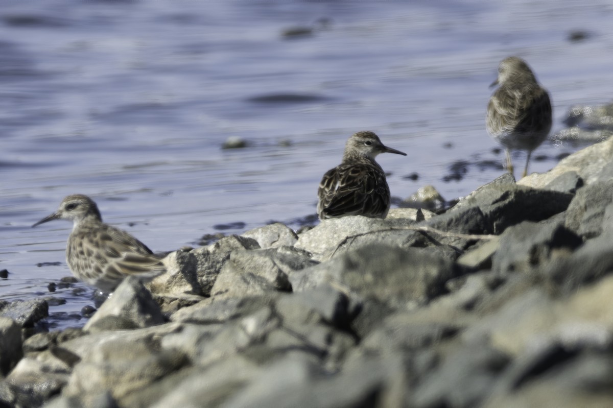 Sharp-tailed Sandpiper - ML209436141