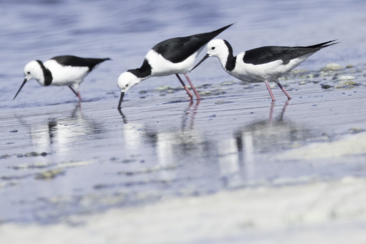 Pied Stilt - ML209436181