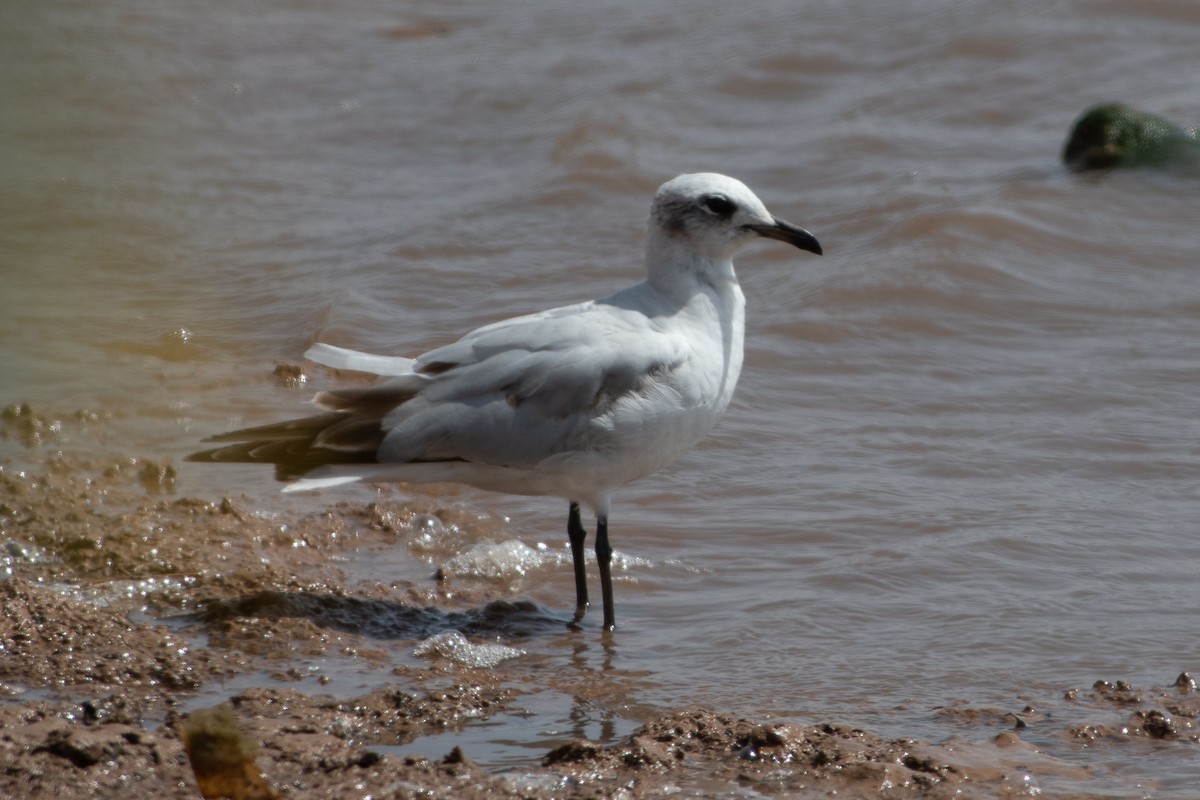 Mediterranean Gull - Oskar Kenneth Bjørnstad