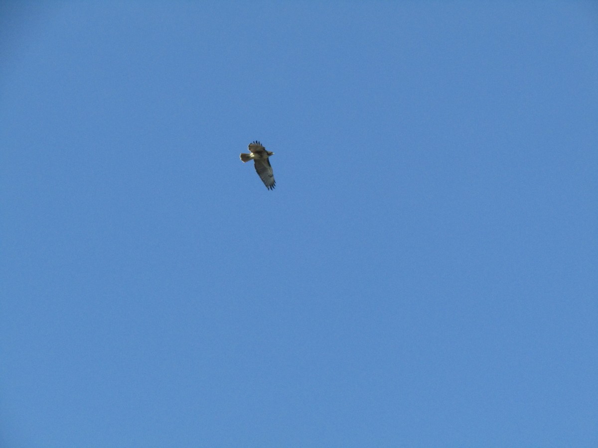 Red-tailed Hawk - ML209439691