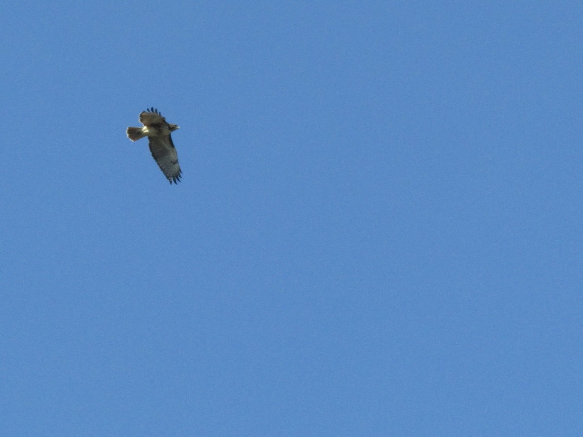Red-tailed Hawk - ML209439701