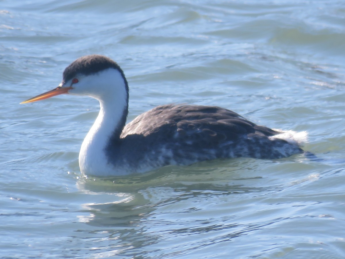 Clark's Grebe - ML209441281