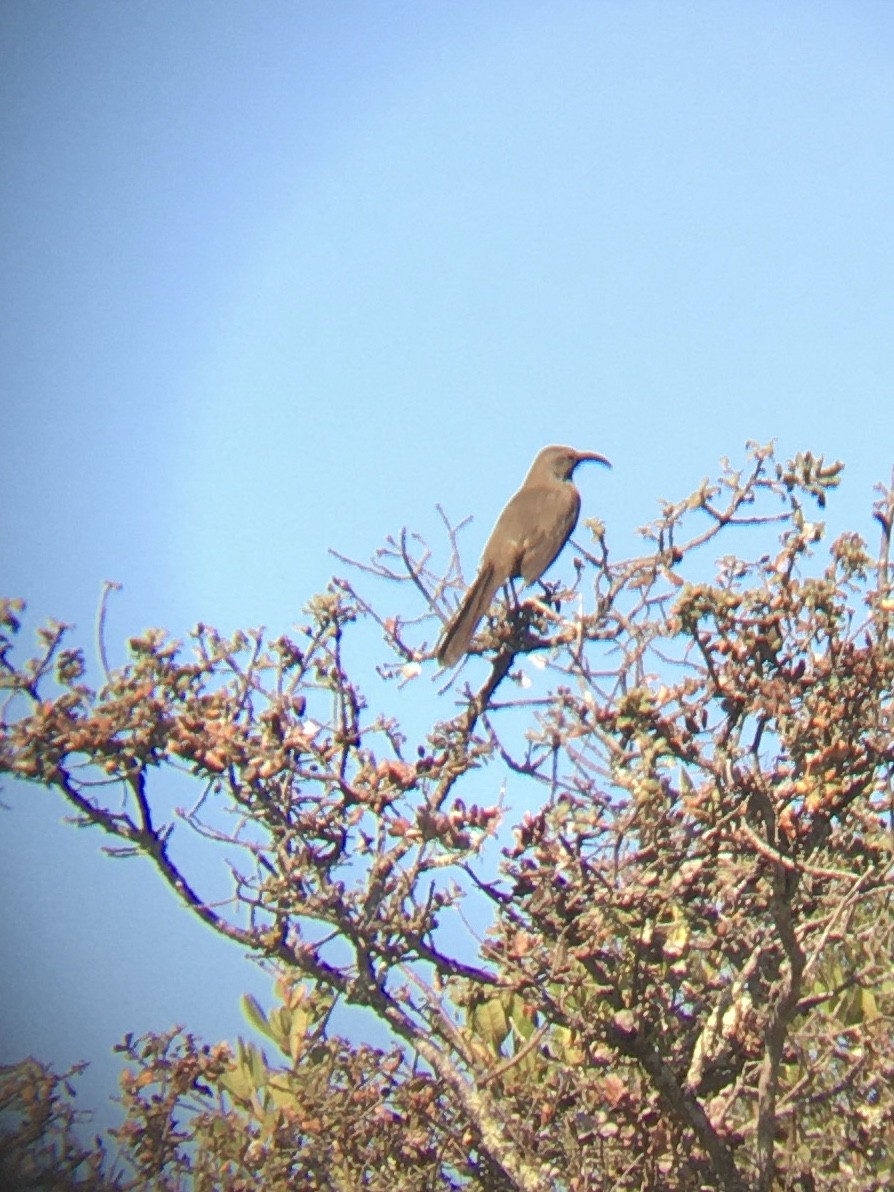 California Thrasher - ML209441911