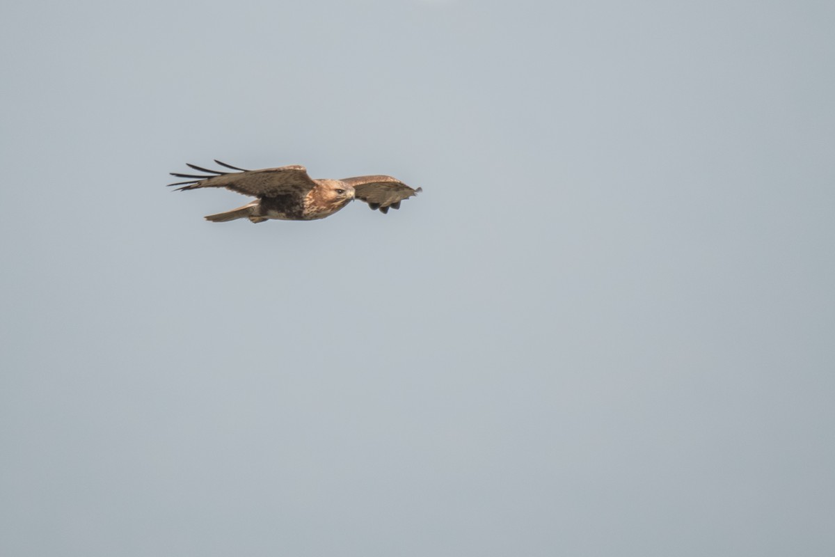 Long-legged Buzzard - ML209443601