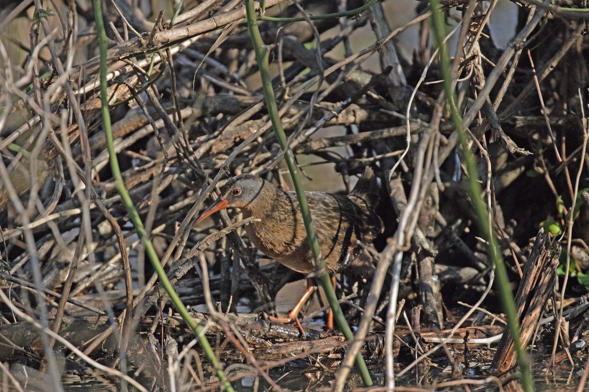 Virginia Rail - ML209445881