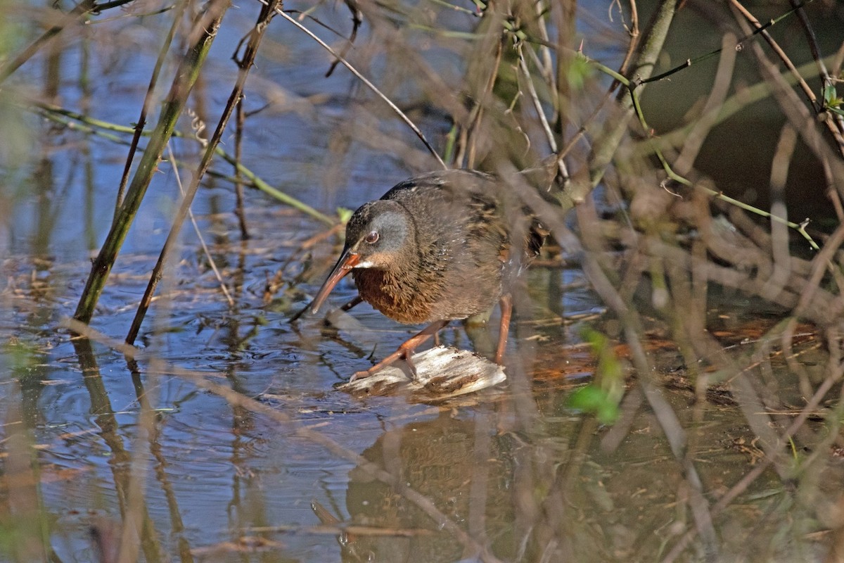 Virginia Rail - ML209445891