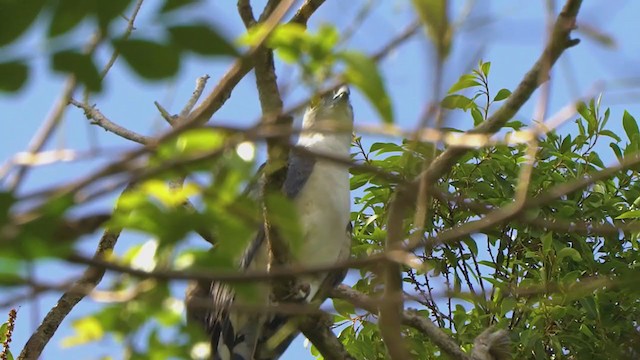 Gray-headed Kite - ML209446651