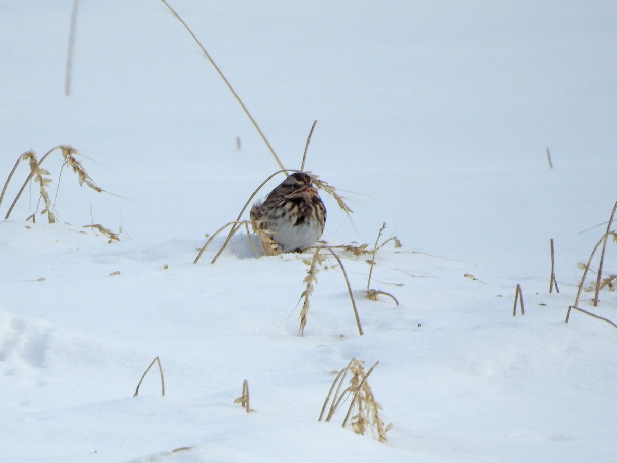 Song Sparrow - ML209448531