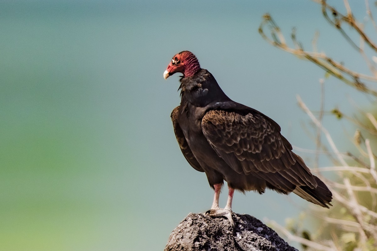 Turkey Vulture - ML209451641