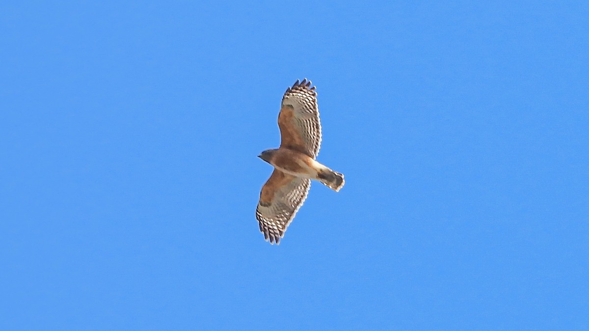 Red-shouldered Hawk - ML209452331