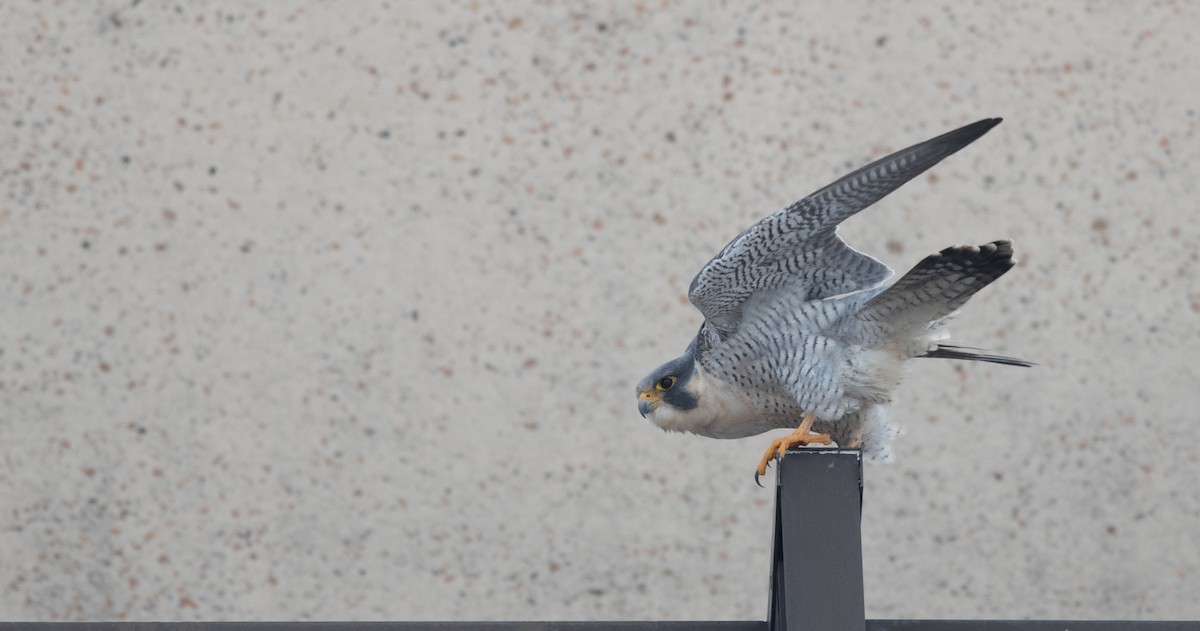 Peregrine Falcon - Jeff Timmons