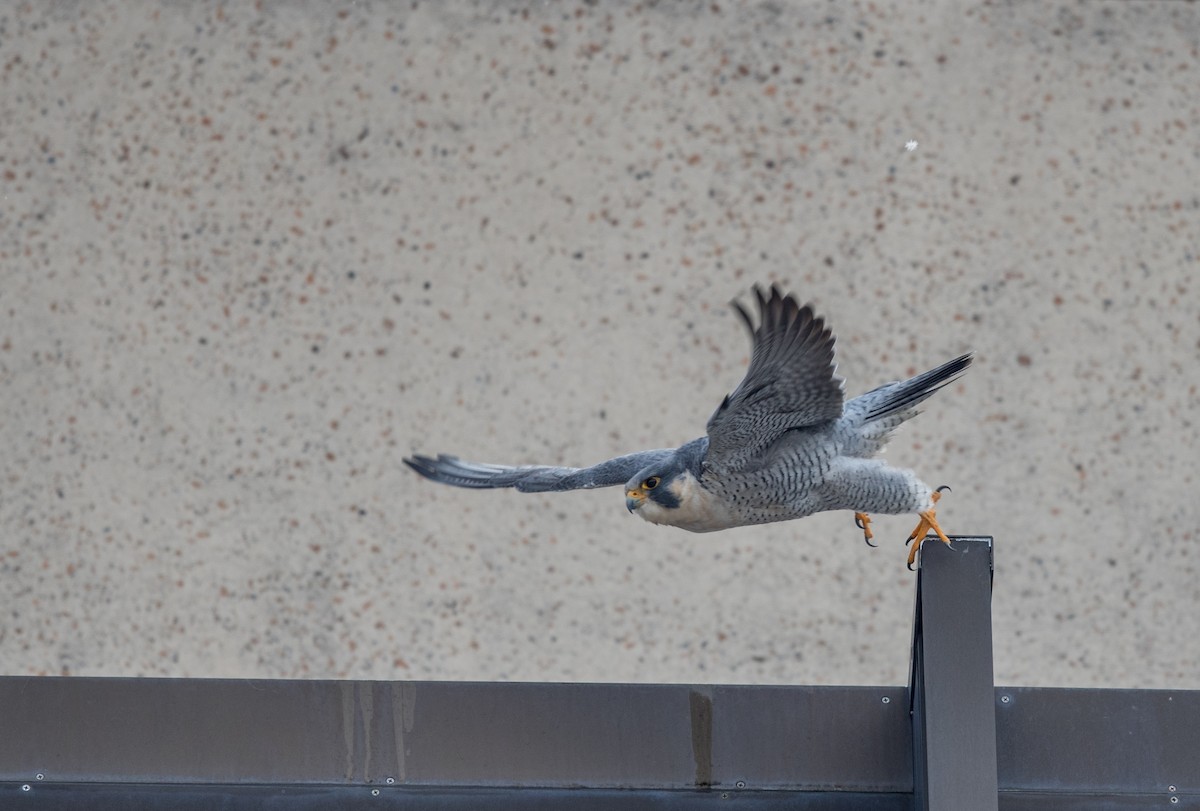 Peregrine Falcon - Jeff Timmons