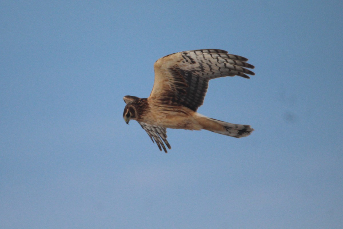 Northern Harrier - ML209455391