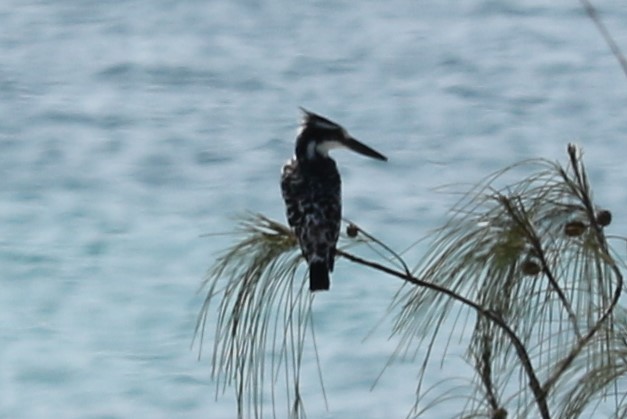 Pied Kingfisher - ML209457111