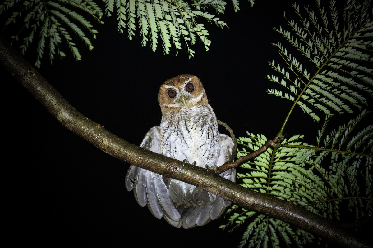 Puerto Rican Owl - ML209457391