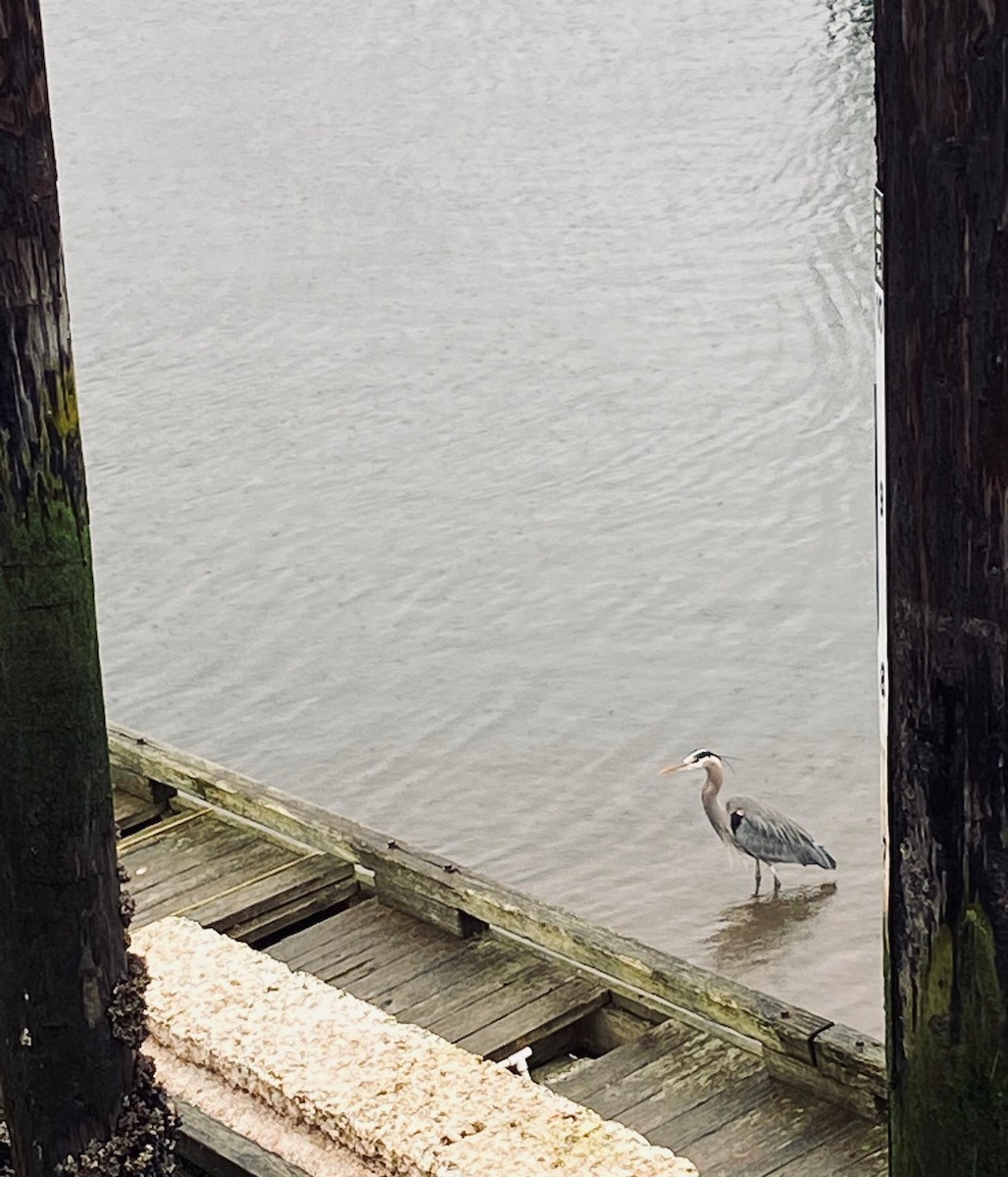 Great Blue Heron (Great Blue) - ML209458501