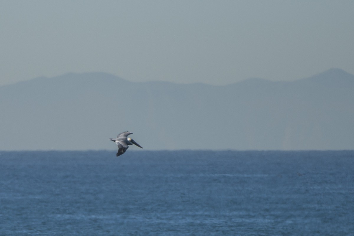 Brown Pelican - ML20945901