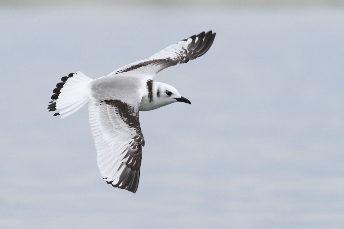Black-legged Kittiwake - Evan Lipton