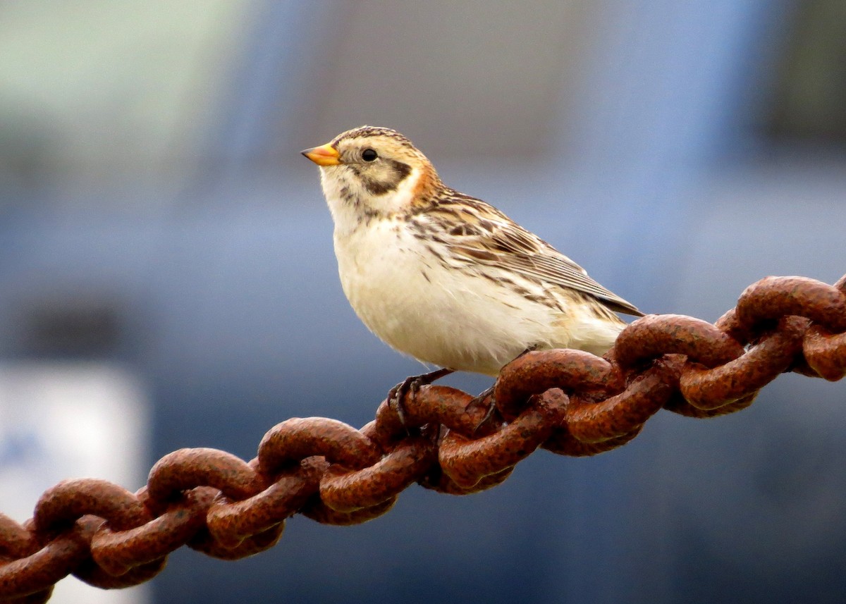 Lapland Longspur - jerry pruett