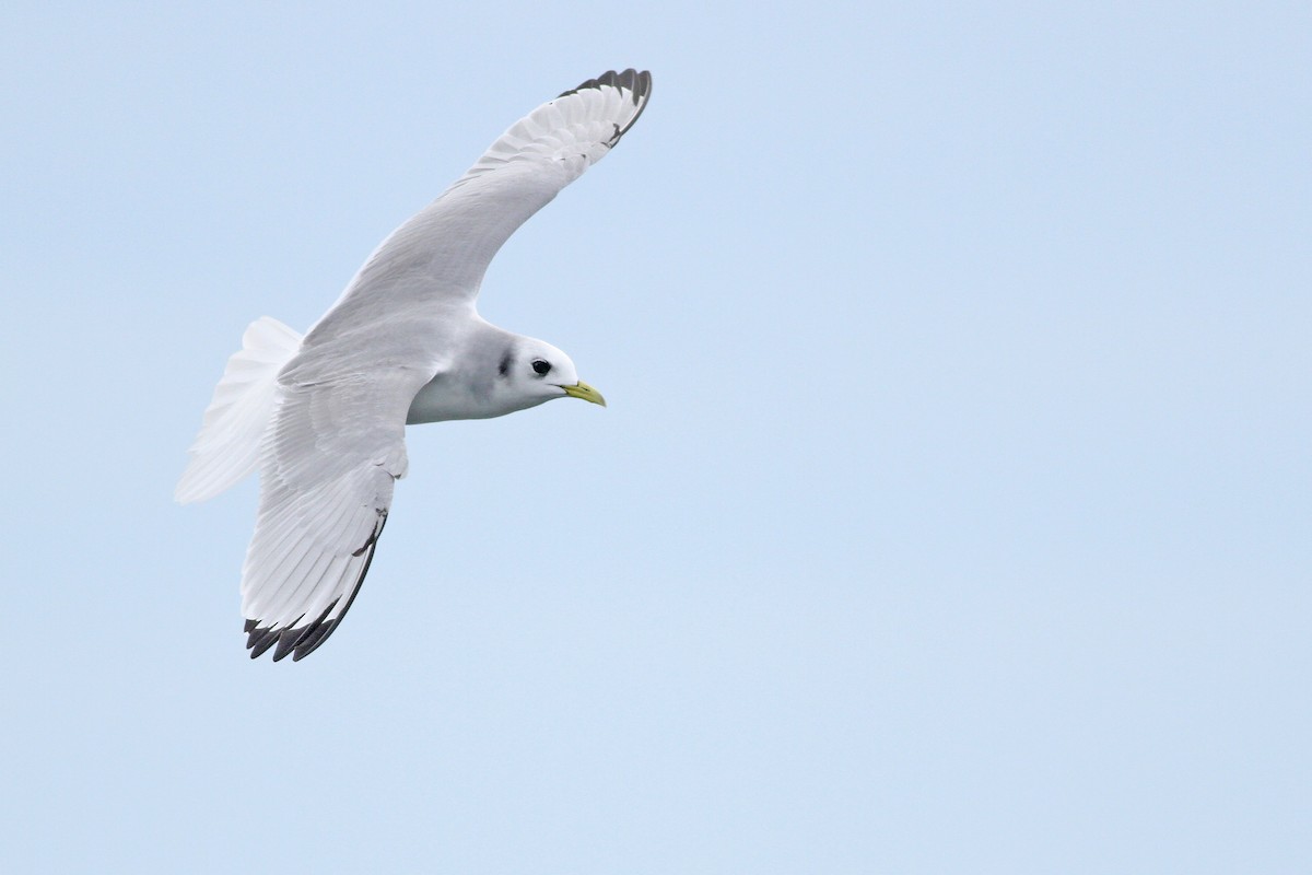 Black-legged Kittiwake - Evan Lipton
