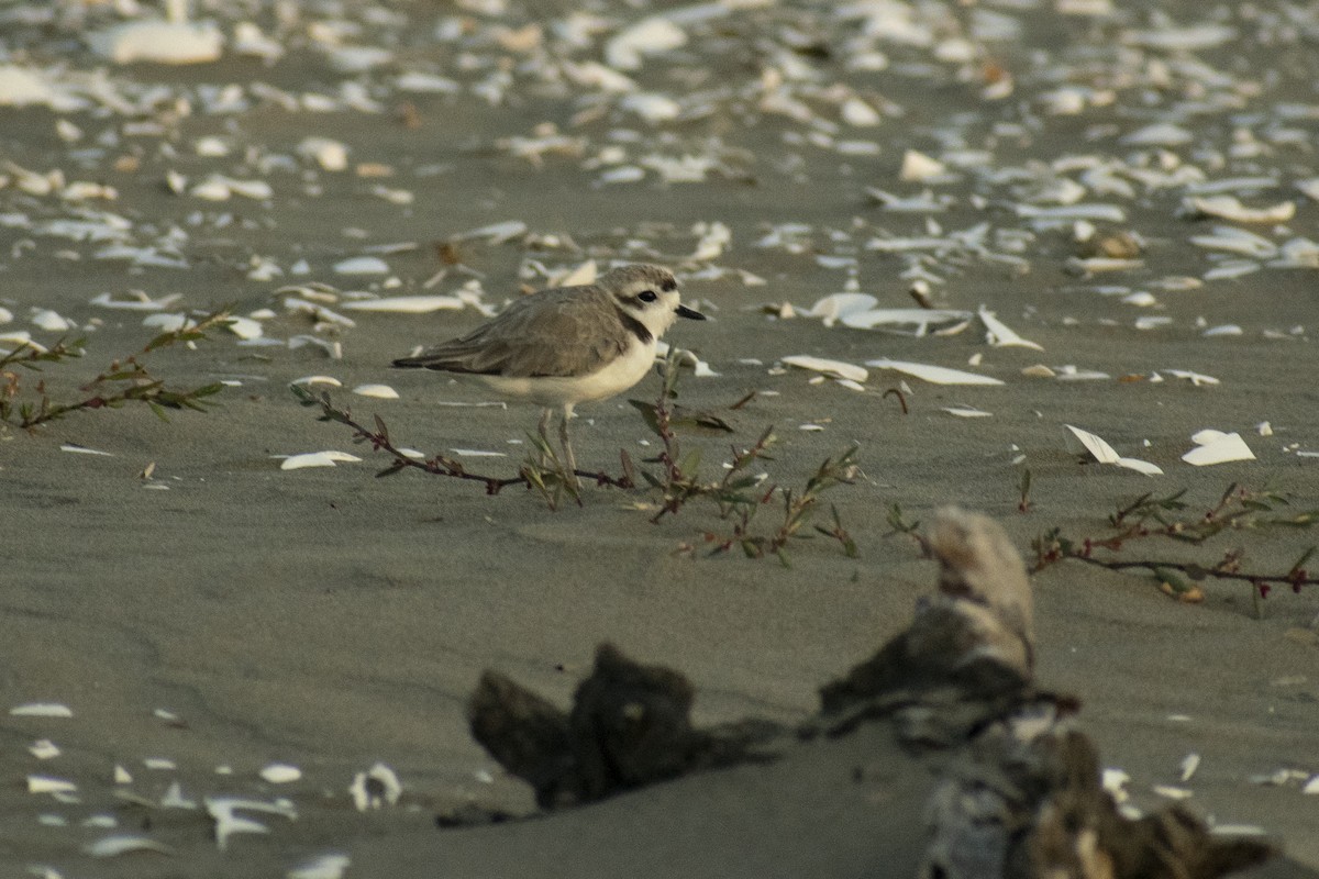 Snowy Plover - ML209459961