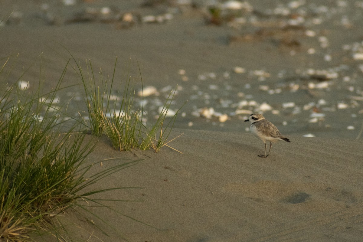 Snowy Plover - ML209460011