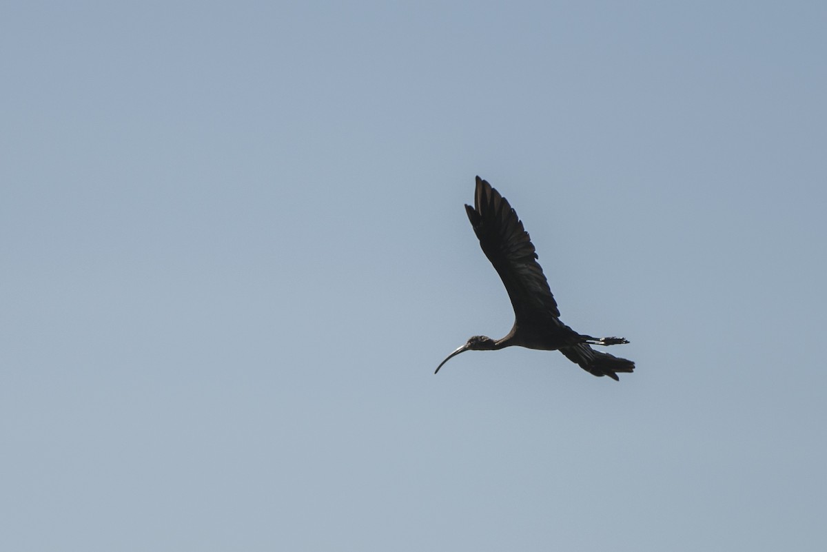 ibis americký - ML20946121