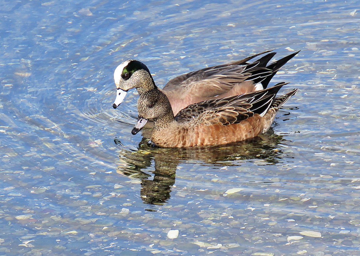 American Wigeon - Martha Keller