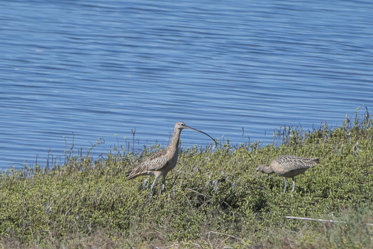 Long-billed Curlew - Randy Harwood