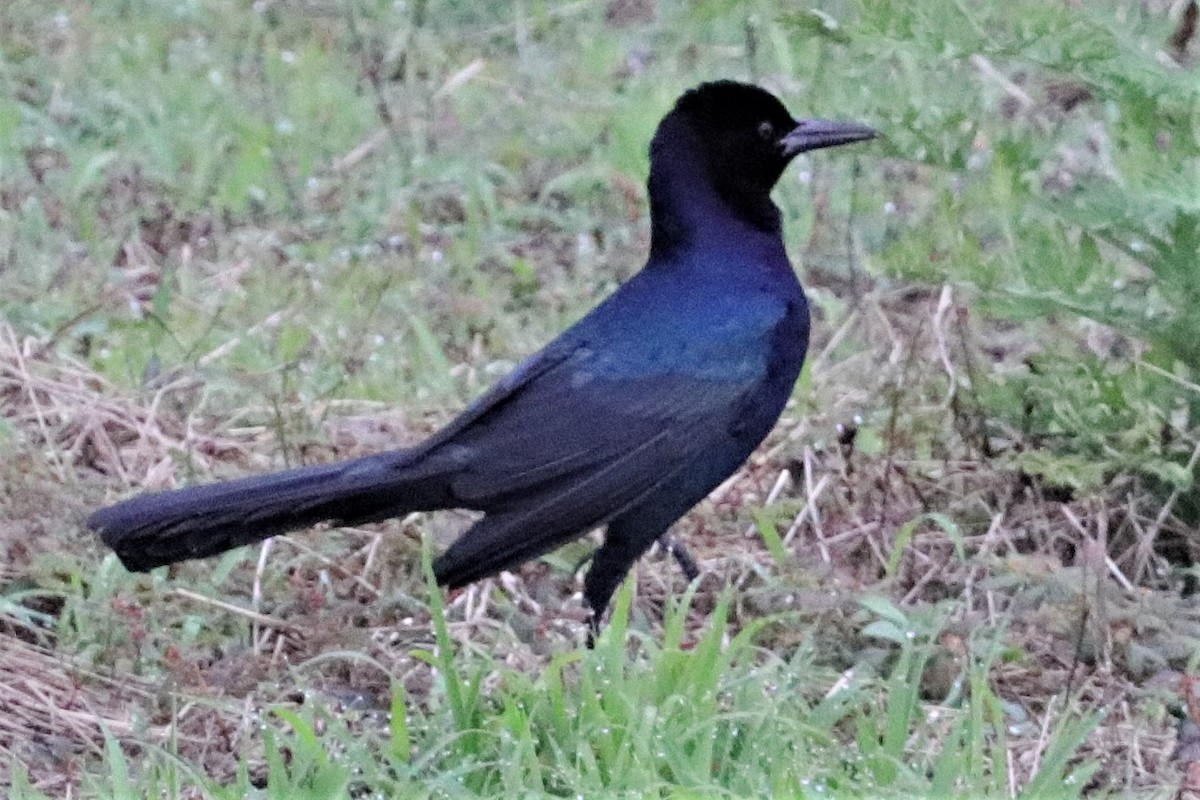 Boat-tailed Grackle - ML209464361
