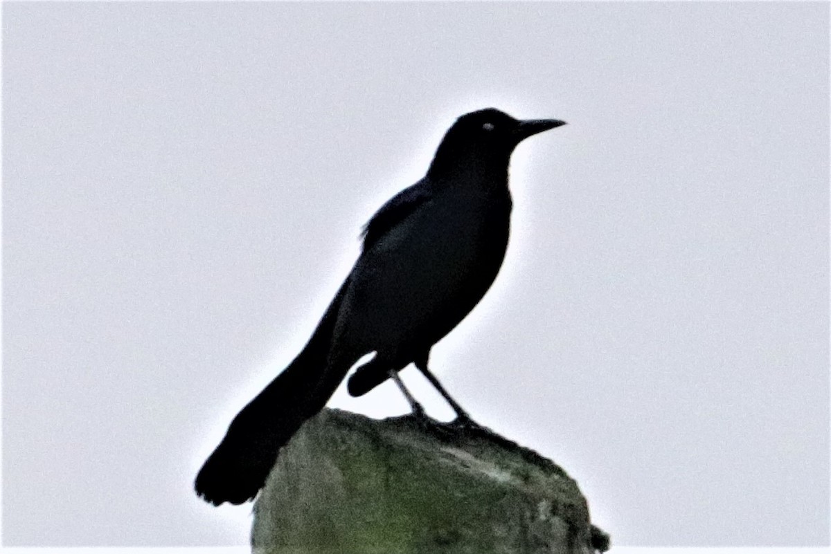 Boat-tailed Grackle - ML209464851