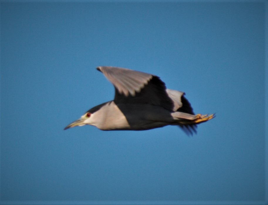Black-crowned Night Heron - ML209467271