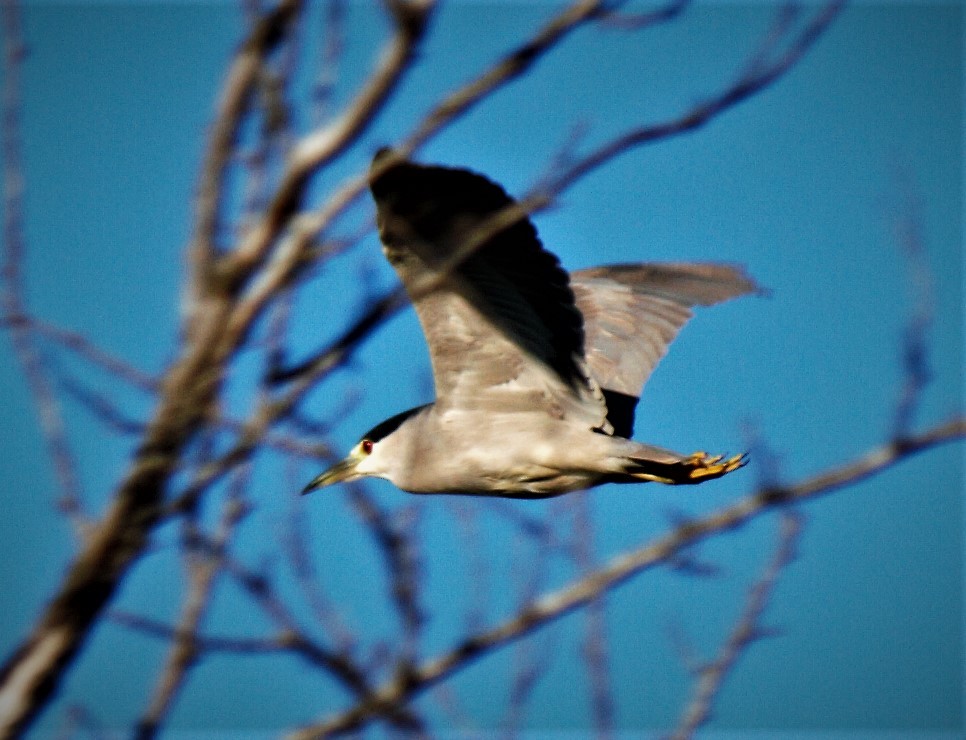 Black-crowned Night Heron - ML209467281