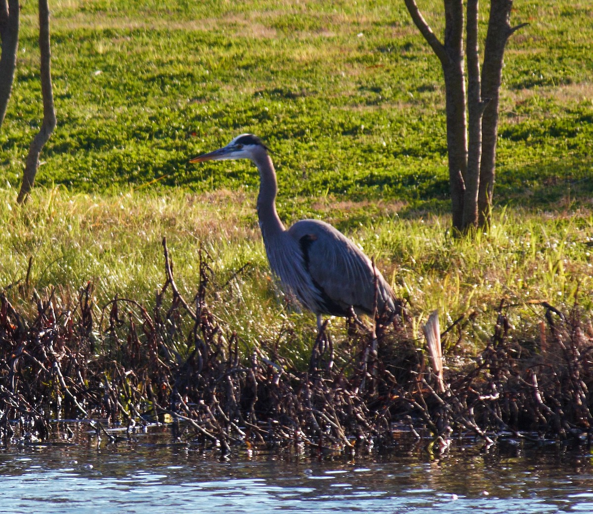 Great Blue Heron - ML209468151