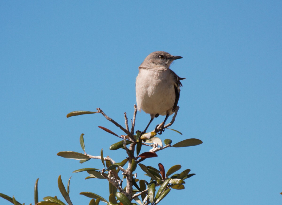 Northern Mockingbird - ML209468541