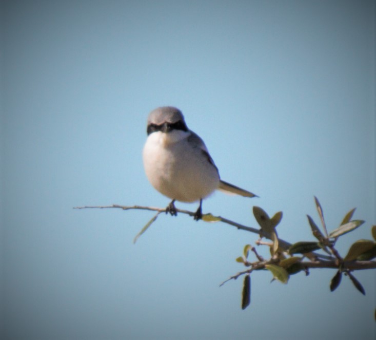 Loggerhead Shrike - ML209468721