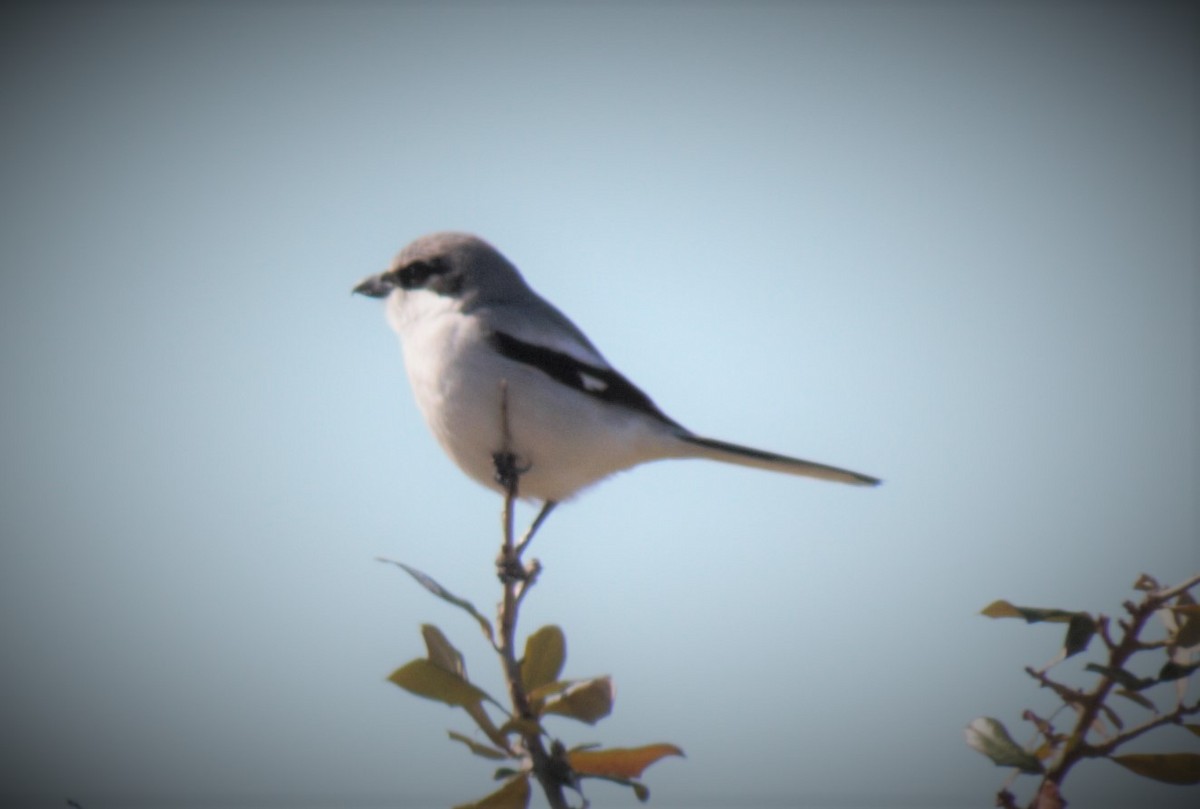 Loggerhead Shrike - ML209468731
