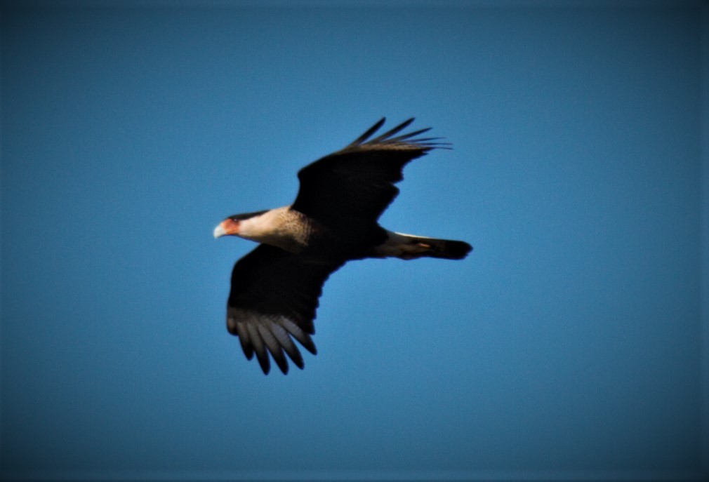 Crested Caracara (Northern) - ML209468911