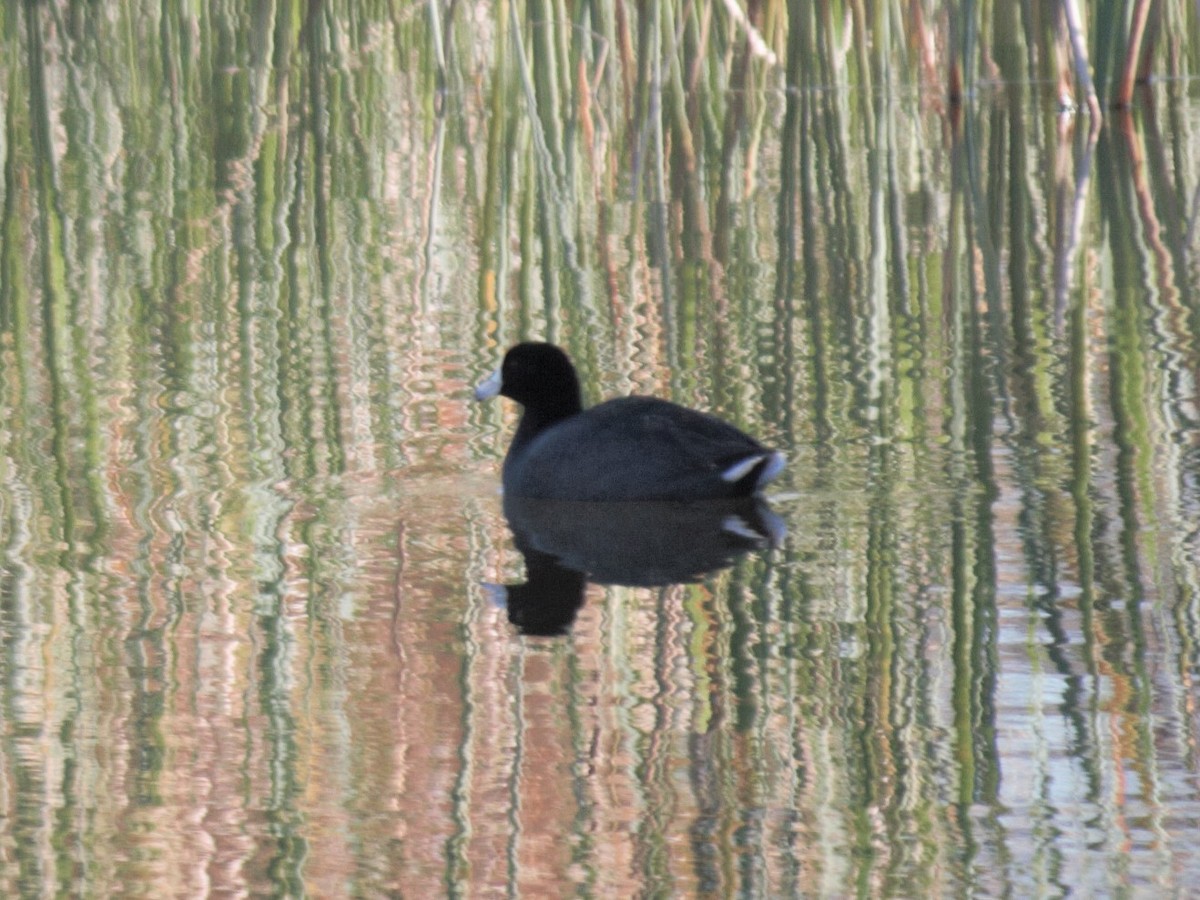 American Coot - ML209469231