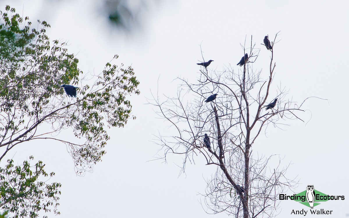 Banggai Crow - Andy Walker - Birding Ecotours