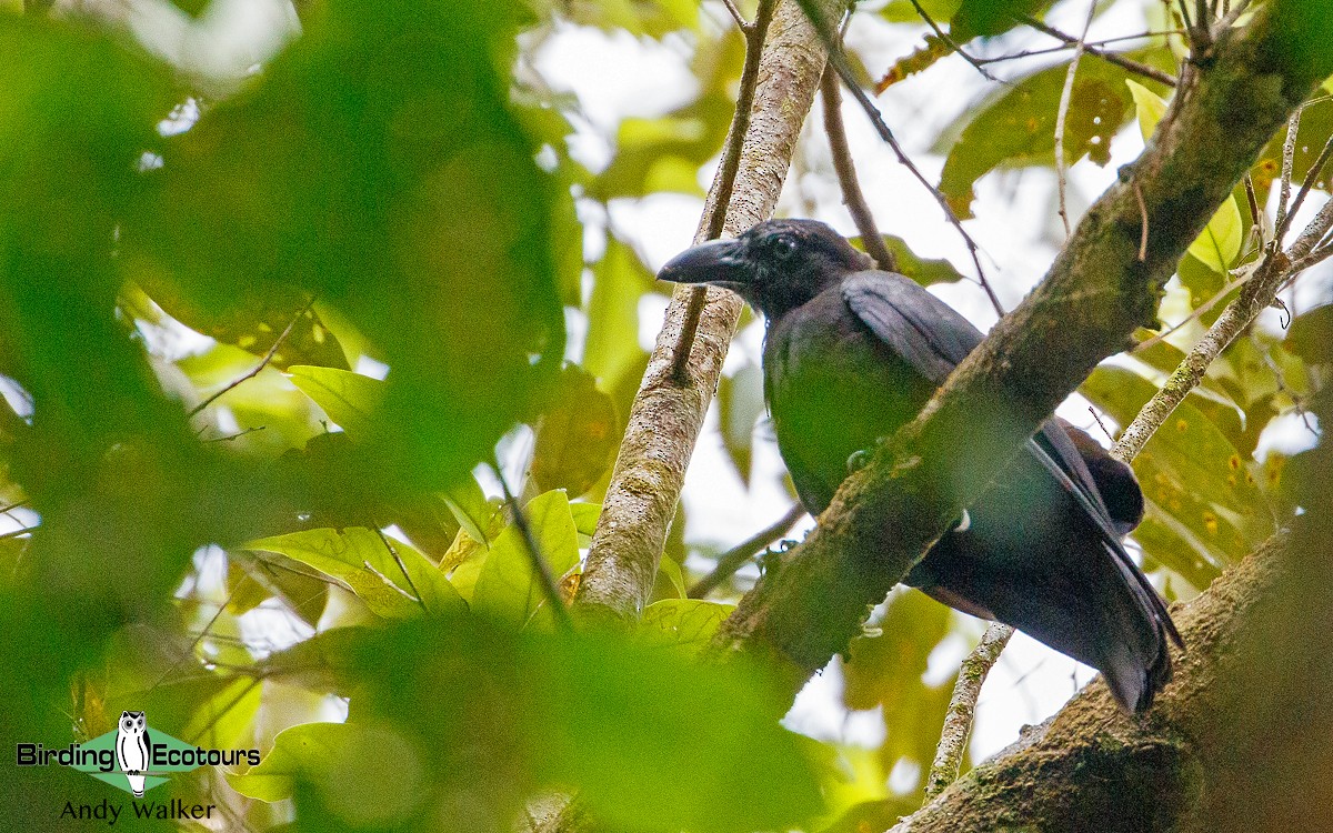 Banggai Crow - ML209469321