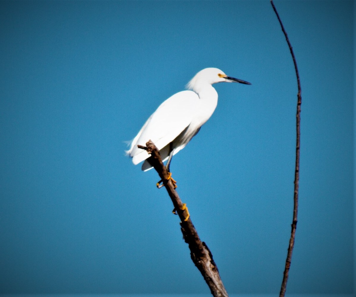 Snowy Egret - ML209469601