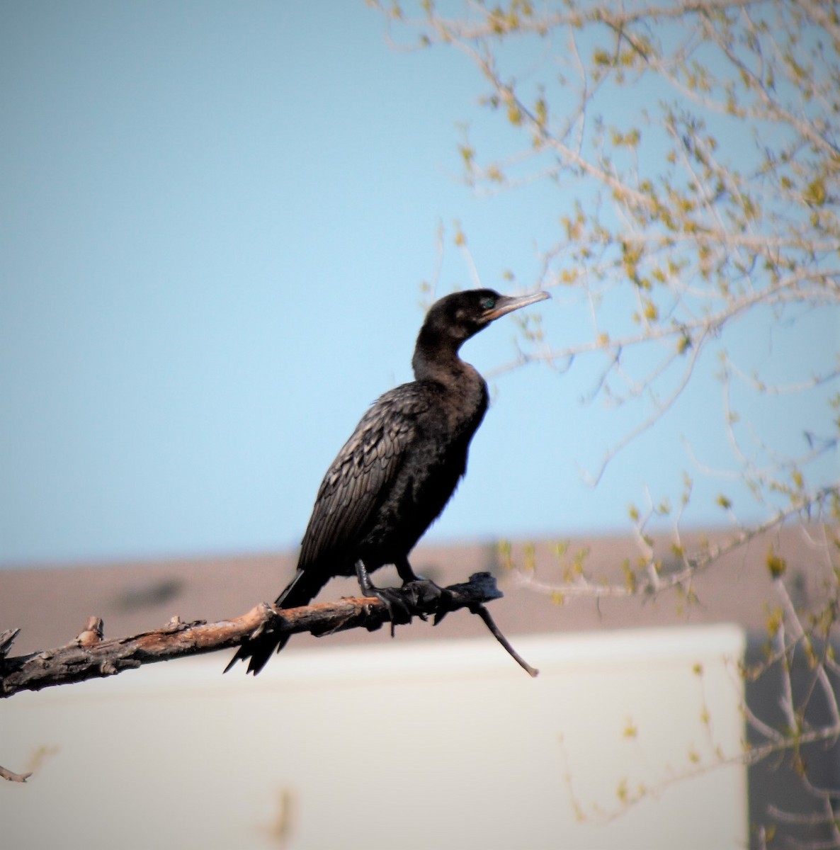 Neotropic Cormorant - ML209470331