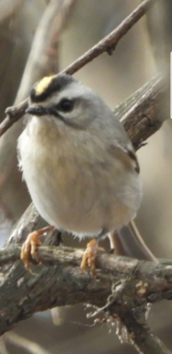 Golden-crowned Kinglet - ML209471241