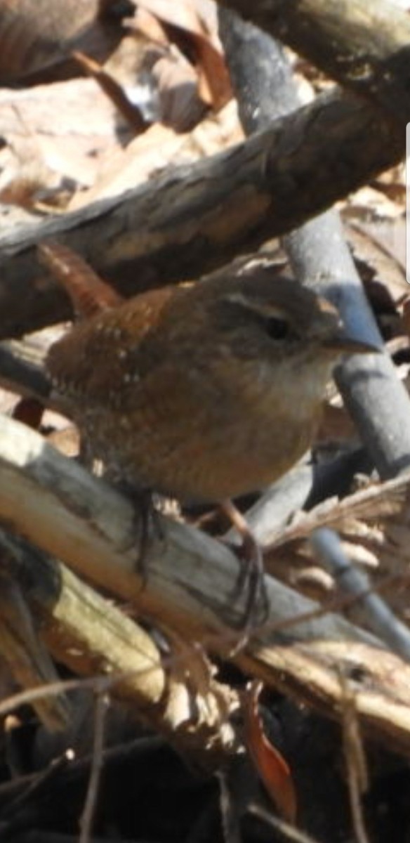 Winter Wren - Don Stanley