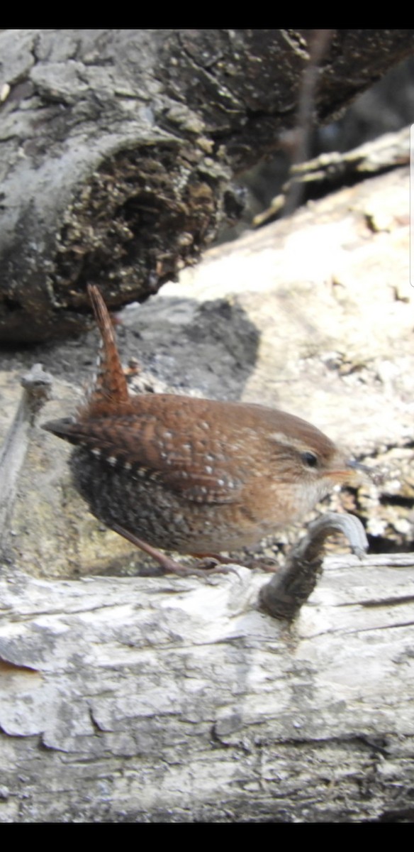 Troglodyte des forêts - ML209471381