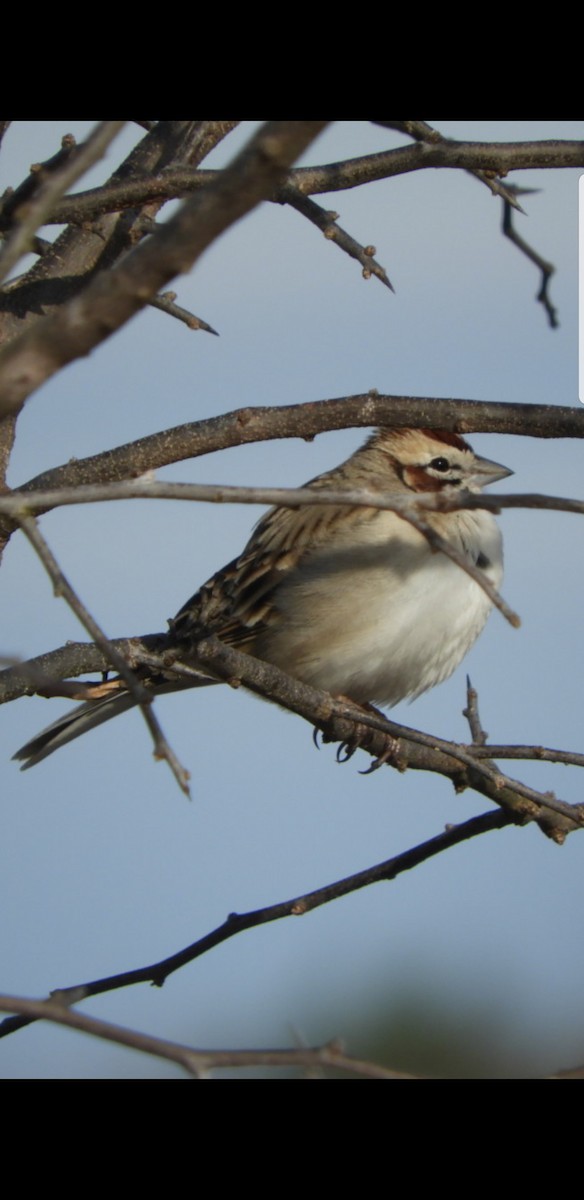 Lark Sparrow - ML209472151