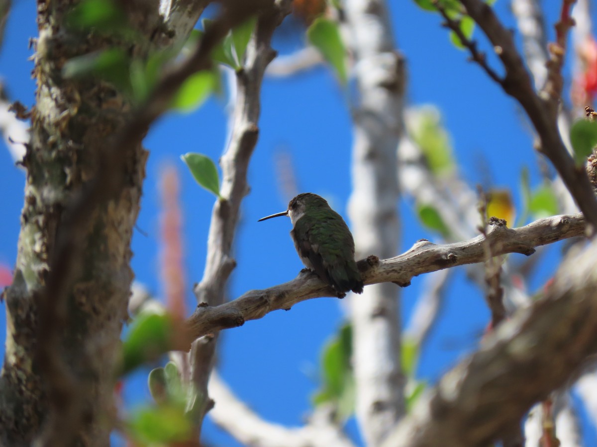 Black-chinned Hummingbird - ML209472411