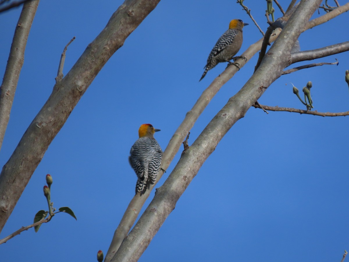 Golden-cheeked Woodpecker - ML209472711